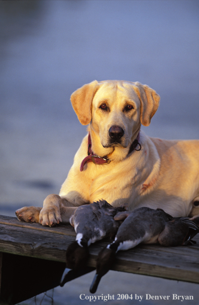 Yellow Labrador Retriever with pintails