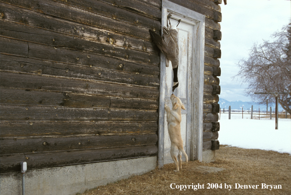 Yellow Labrador Retriever pup sniffing Canada Goose