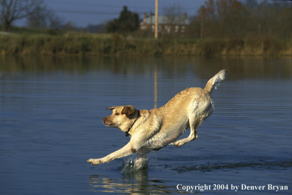 Yellow Labrador Retriever leaping into water