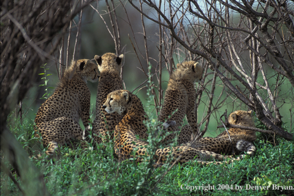 Cheetah resting with young.  Kenya, Africa.