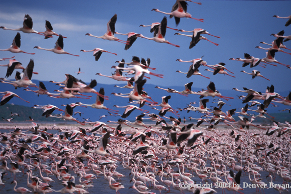 Large concentration of lesser and greater flamingos. Kenya, Africa.