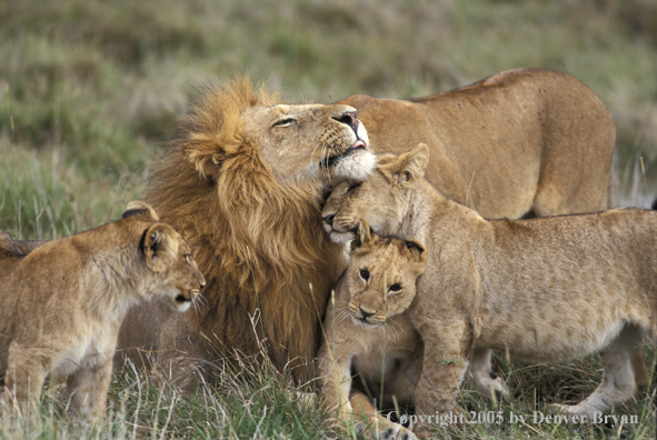 Lion cubs with lion in habitat. Africa