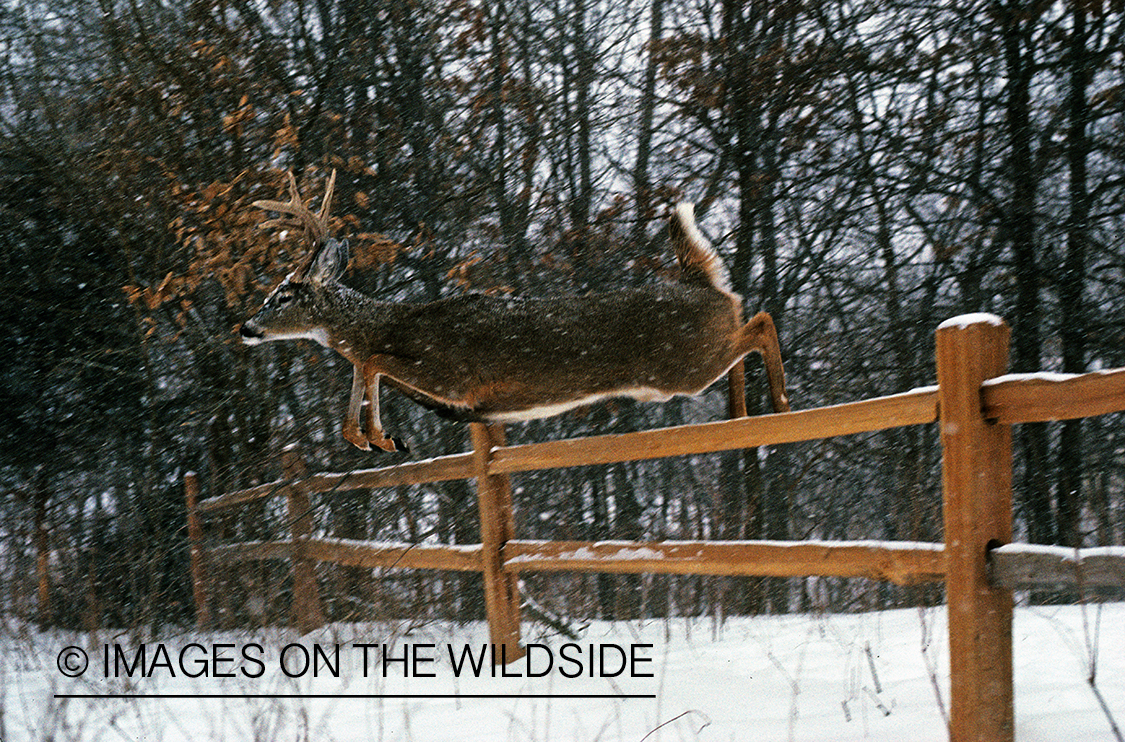 White-tailed deer humping fence