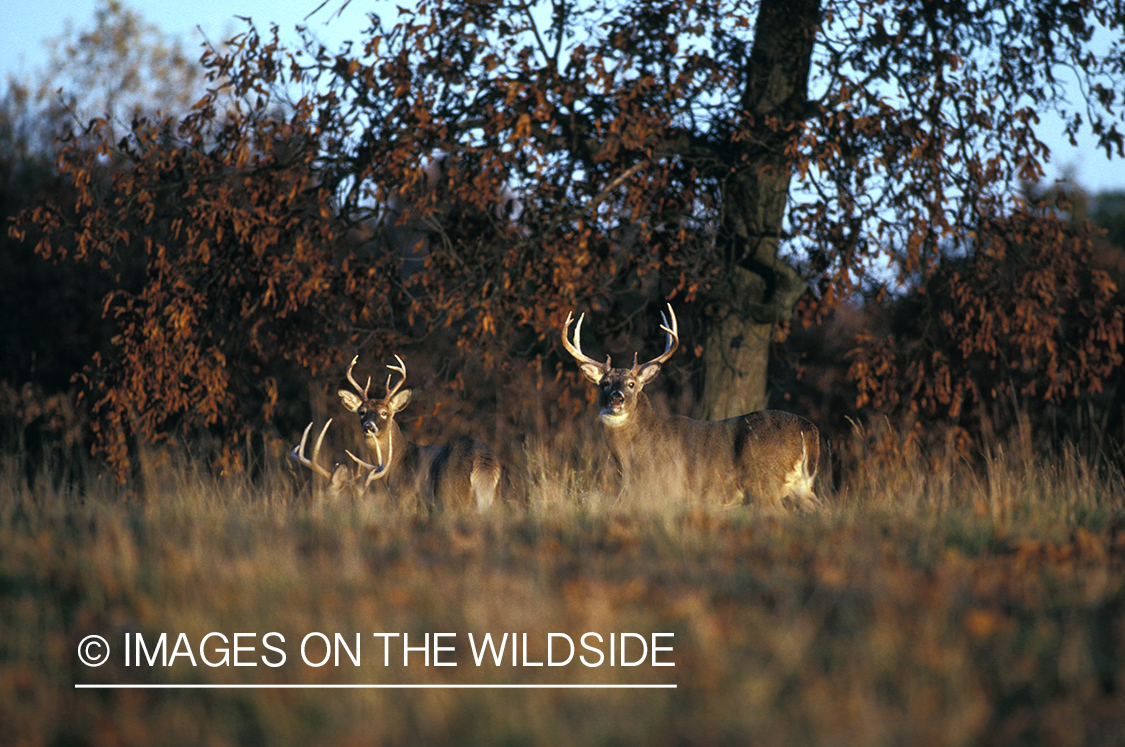 Whitetailed bucks in habitat.