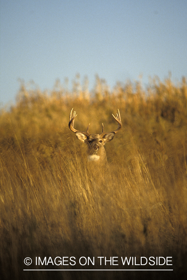 Whitetail deer in habitat.