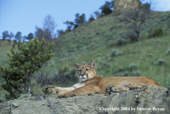 Mountain lion in habitat