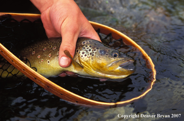 Brown Trout.