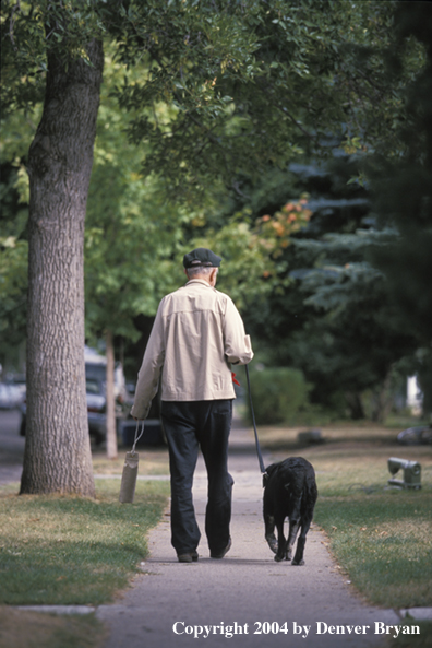 Black Labrador Retriever walking with owner 