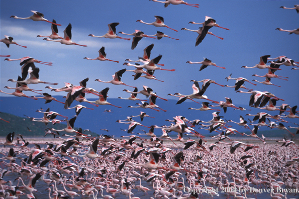 Large concentration of lesser and greater flamingos. Kenya, Africa.