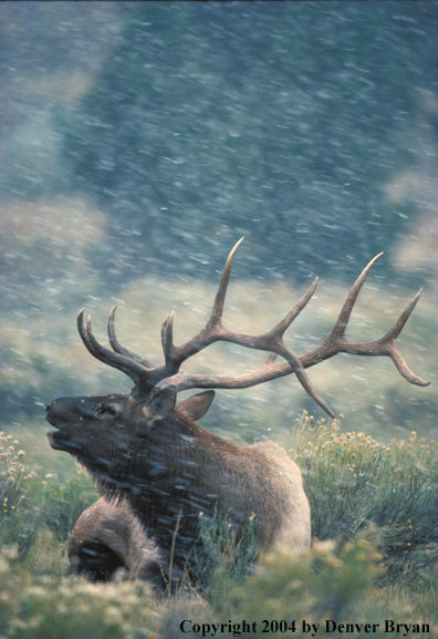 Bull elk bugling.