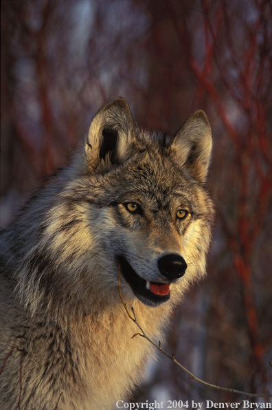 Gray wolf in habitat.