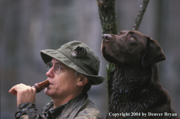 Waterfowl hunter calling birds with chocolate Lab. 