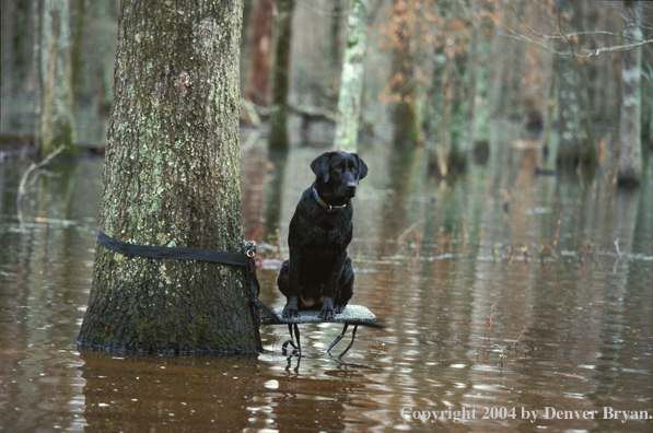 Black Labrador Retriever on stand