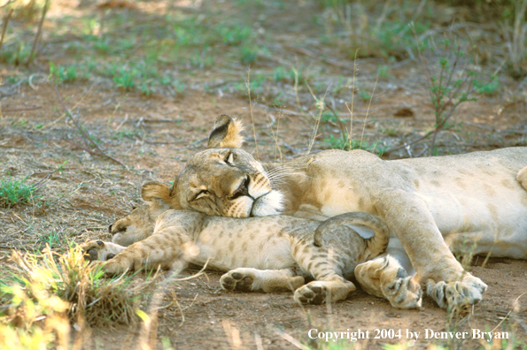 Female African lion with cub.  Africa