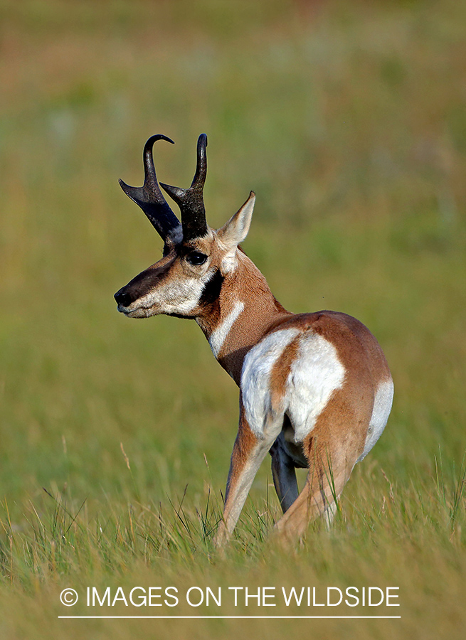 Pronghorn antelope in field.