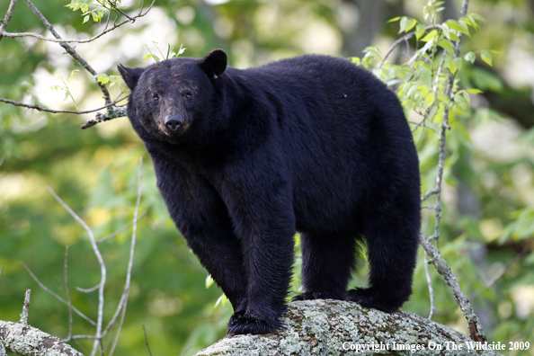 Black Bear in habitat