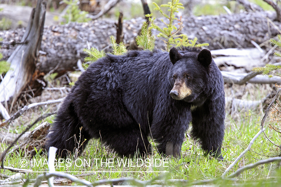 Black bear in habitat.