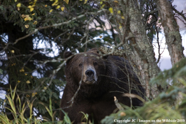 Grizzly/Brown bear in habitat. 