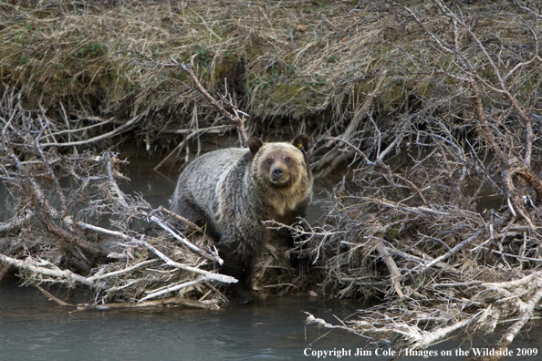 Grizzly bear in habitat