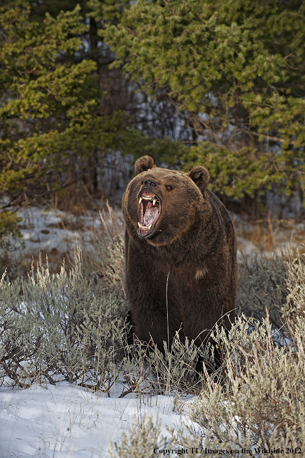 Grizzly Bear in growling.