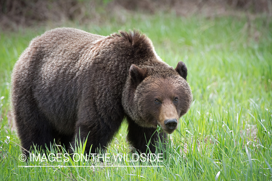 Grizzly bear in habitat.