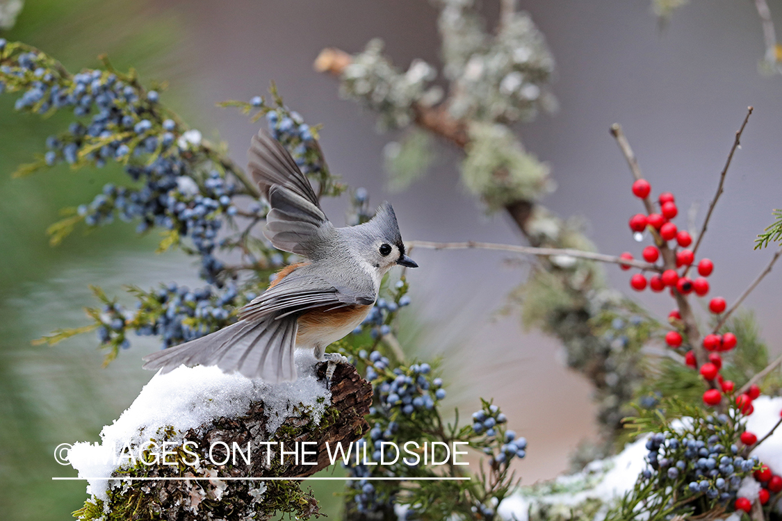 Tufted titmouse in habitat.