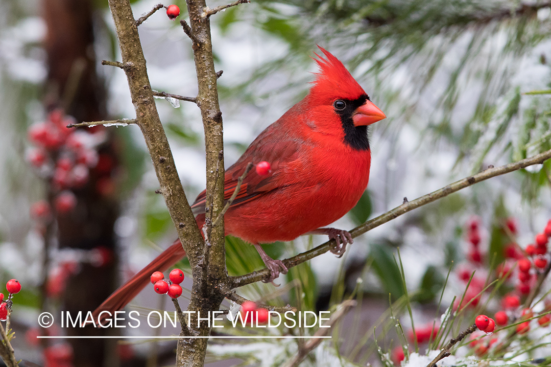 Northern Cardinal on branch.