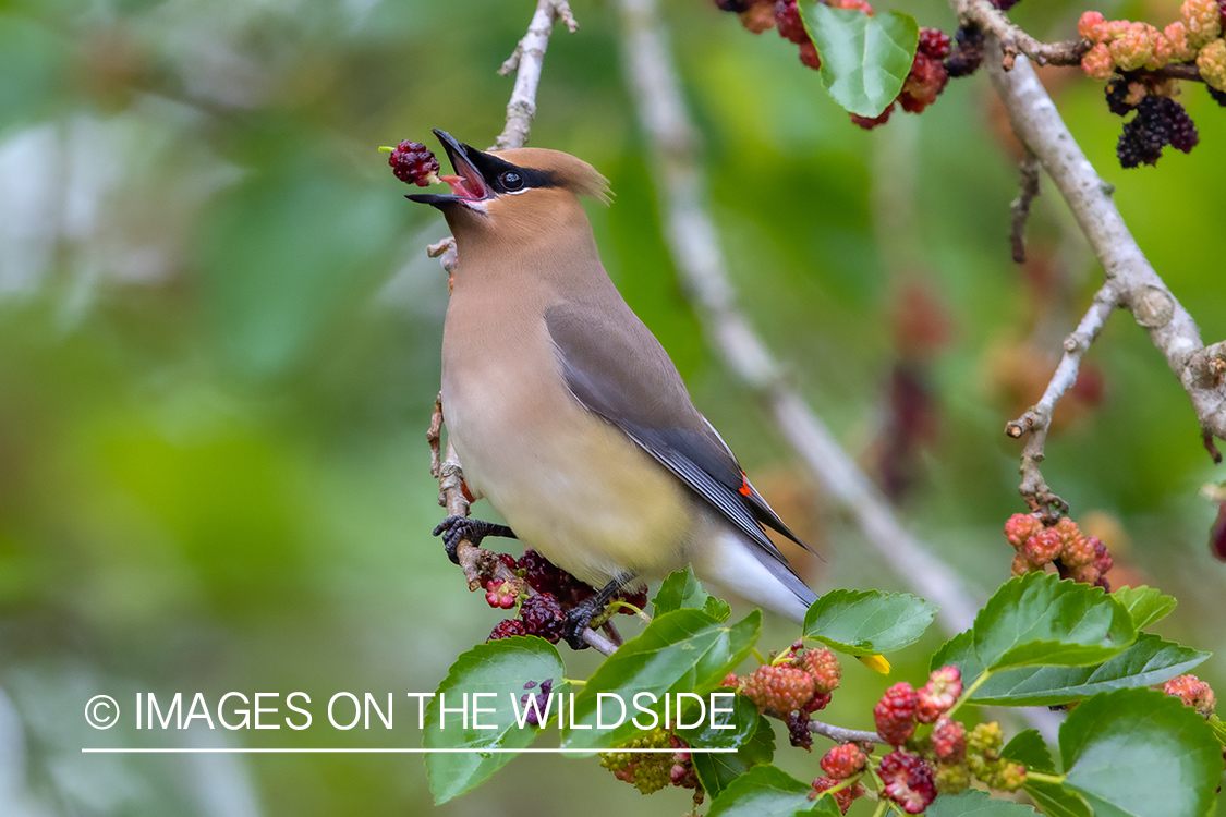 Cedar waxwing on branch.