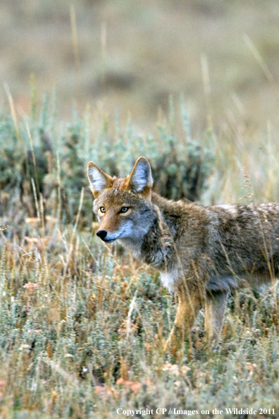 Coyote in habitat. 