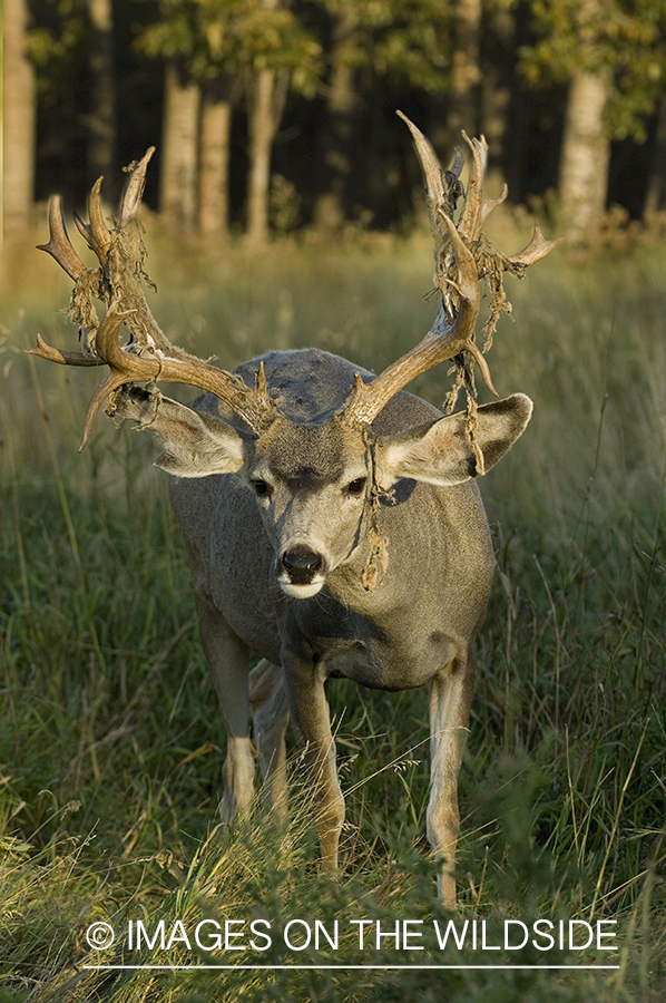 Mule deer in habitat.