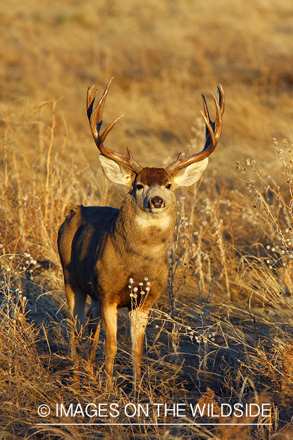 Mule deer buck in habitat. 