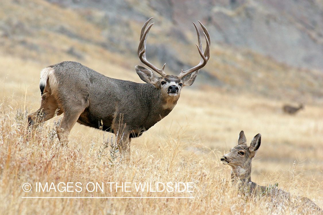 Mule deer buck with doe during rut. 