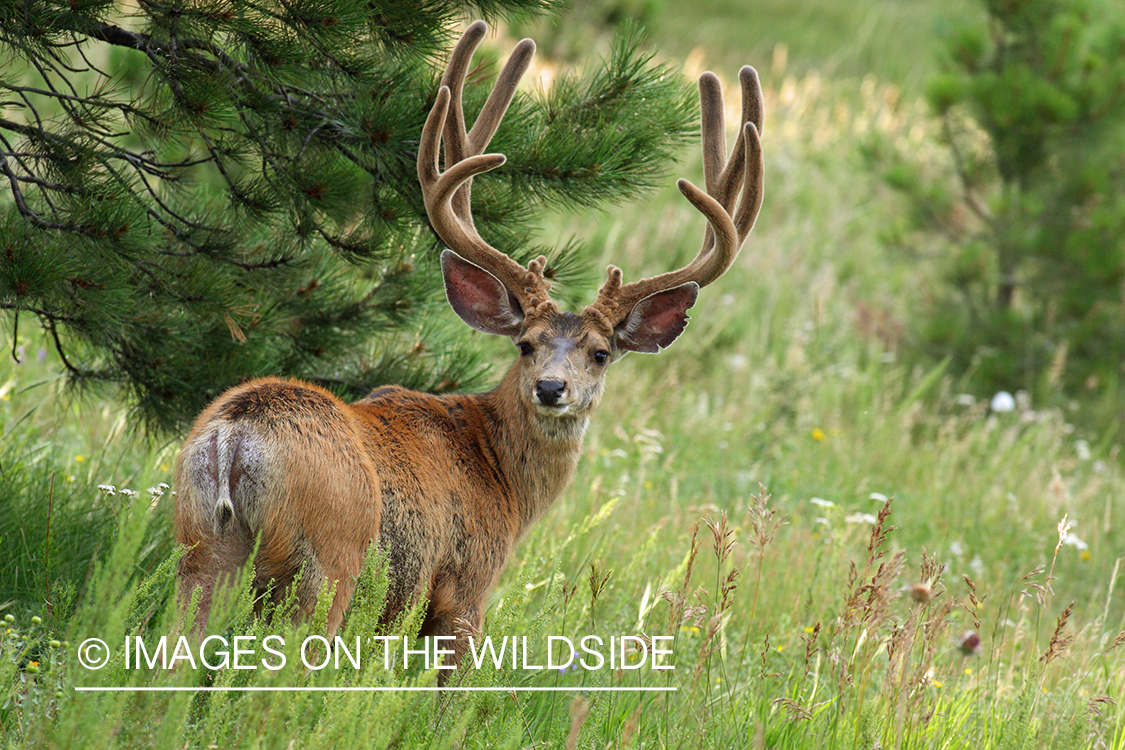 Mule deer buck in habitat. 