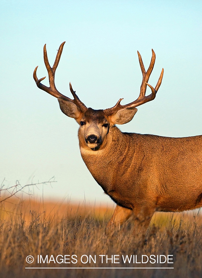 Mule deer buck in habitat.