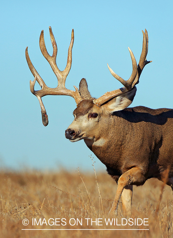 Mule deer buck in field.