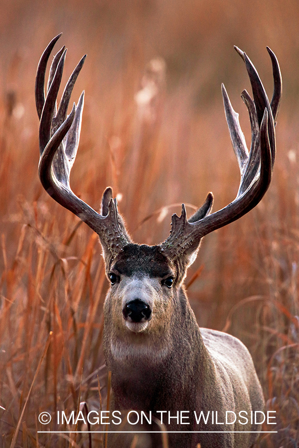 Mule deer buck in rut.