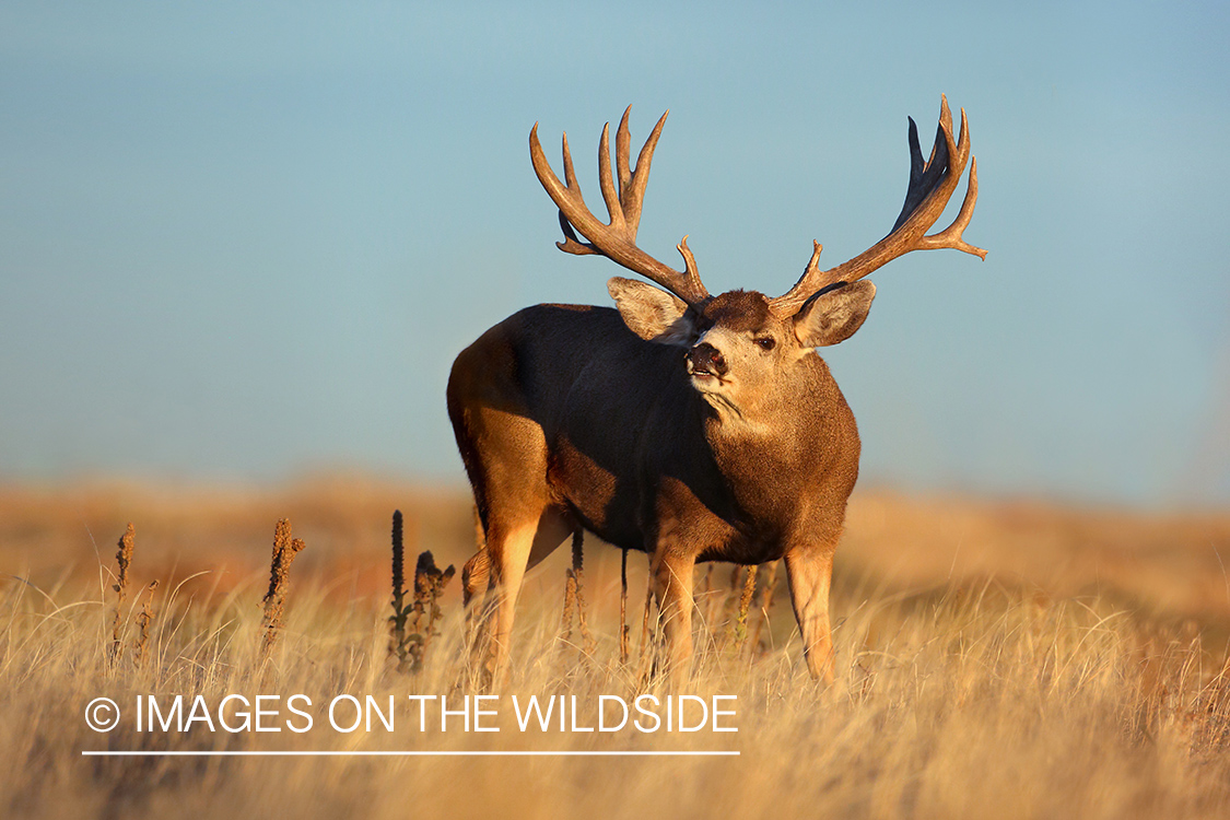 Mule deer buck in field.