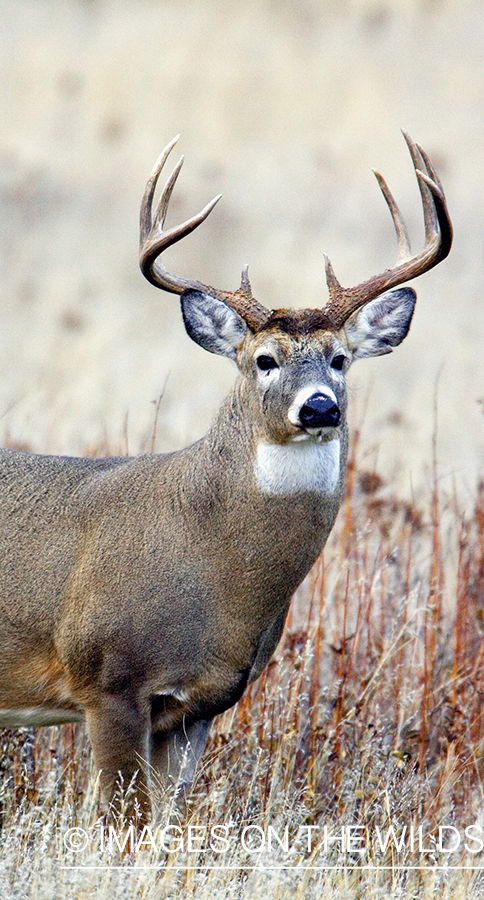 White-tailed deer in habitat