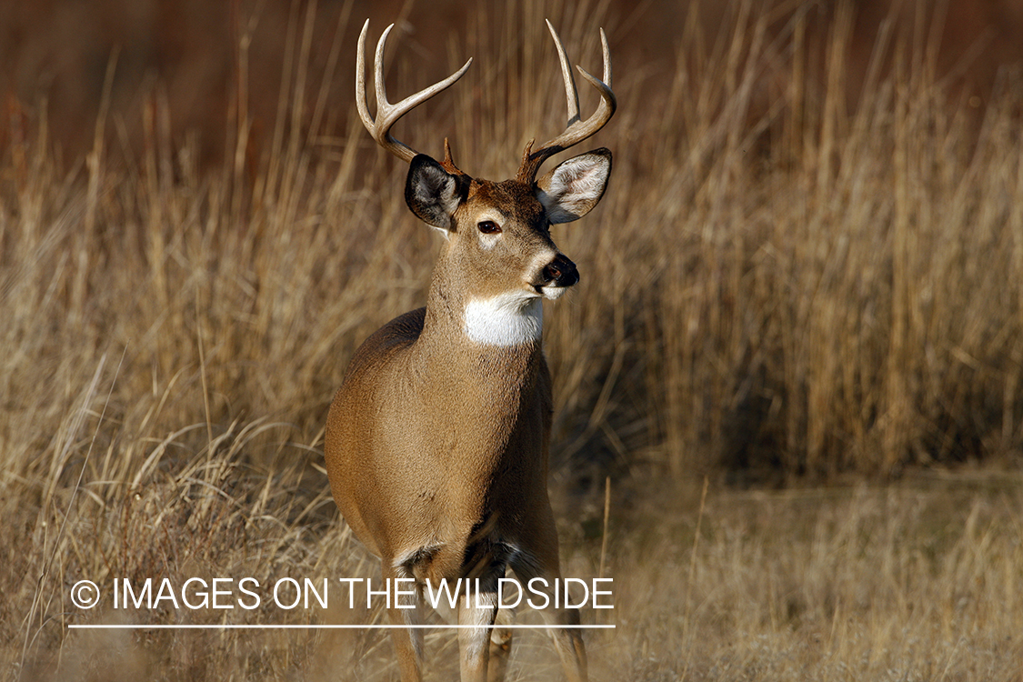 Whitetail Buck