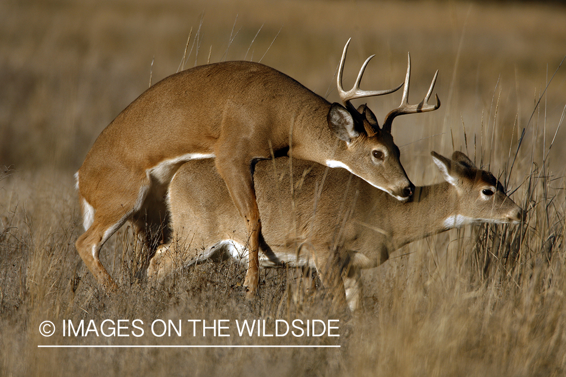 Whitetail deer mating