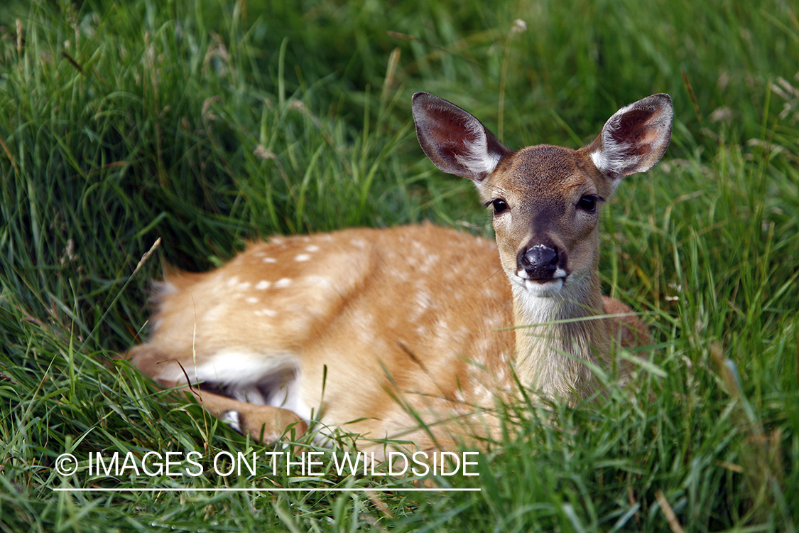 Whitetail fawn in habitat