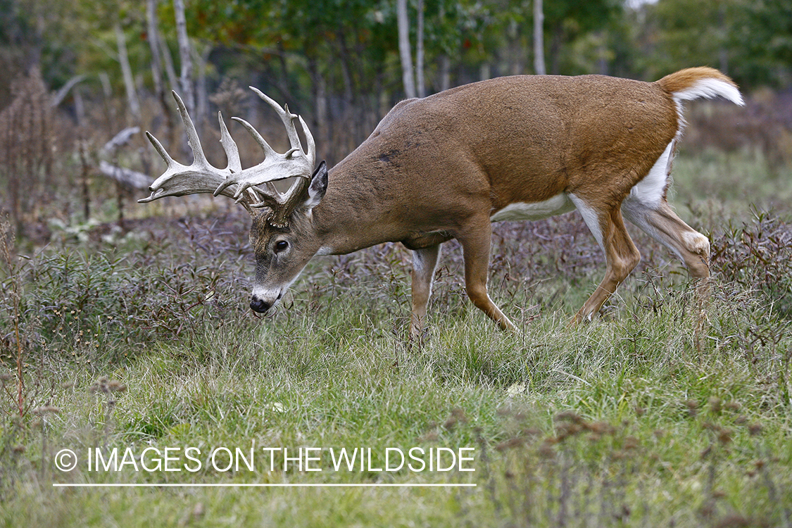 Whitetail buck in habitat