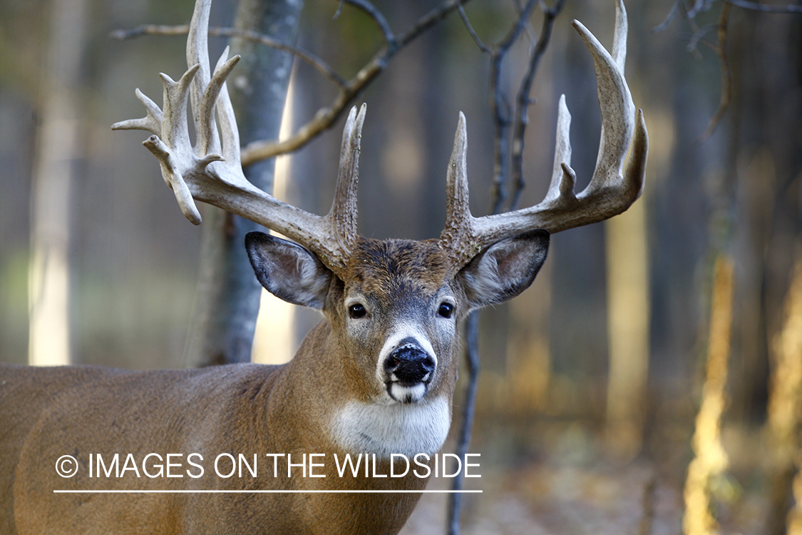 Whitetail buck in habitat