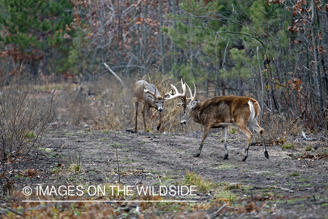 Whitetail bucks in rut.