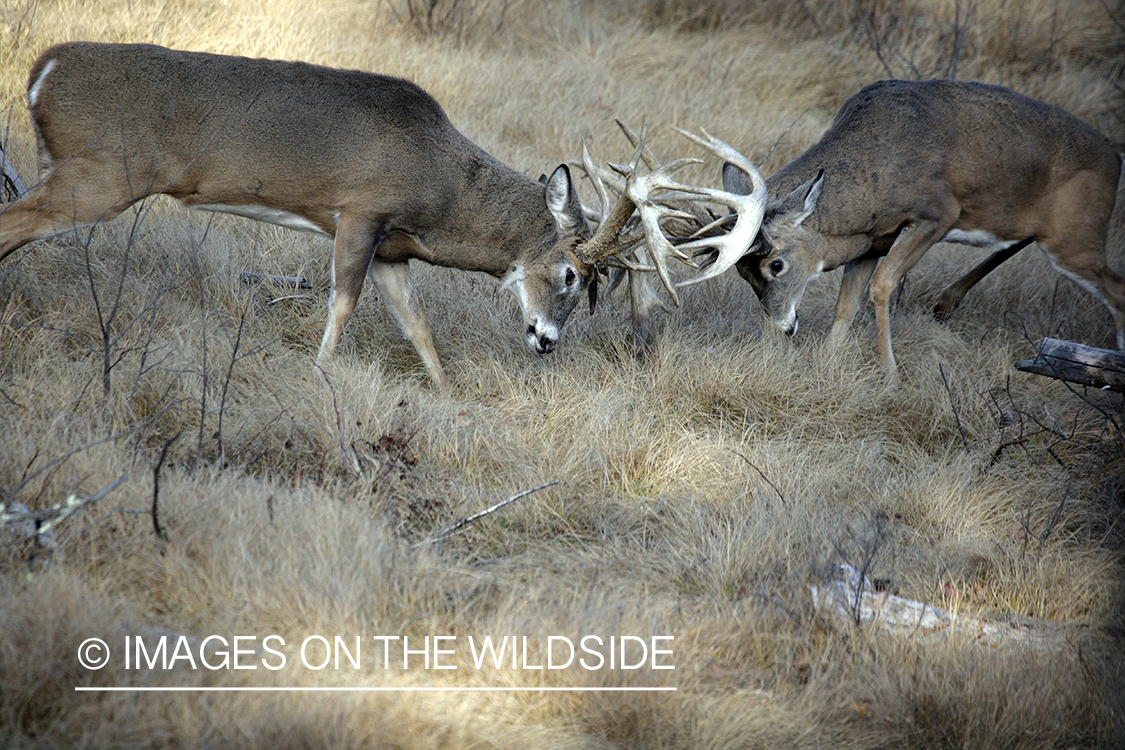 Whitetail bucks fighting