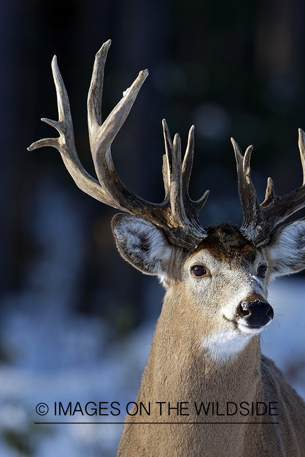 White-tailed buck in habitat.