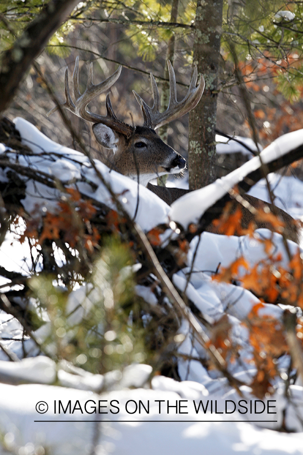 White-tailed buck in habitat.