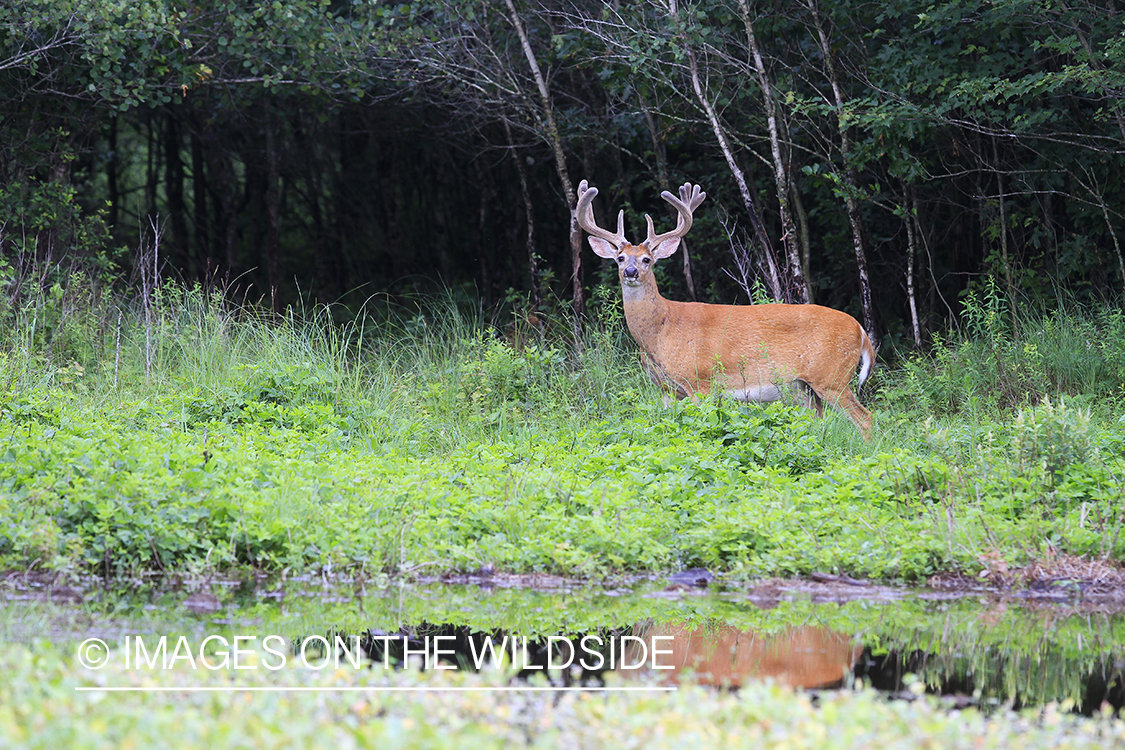 Whie-tailed deer apple creek