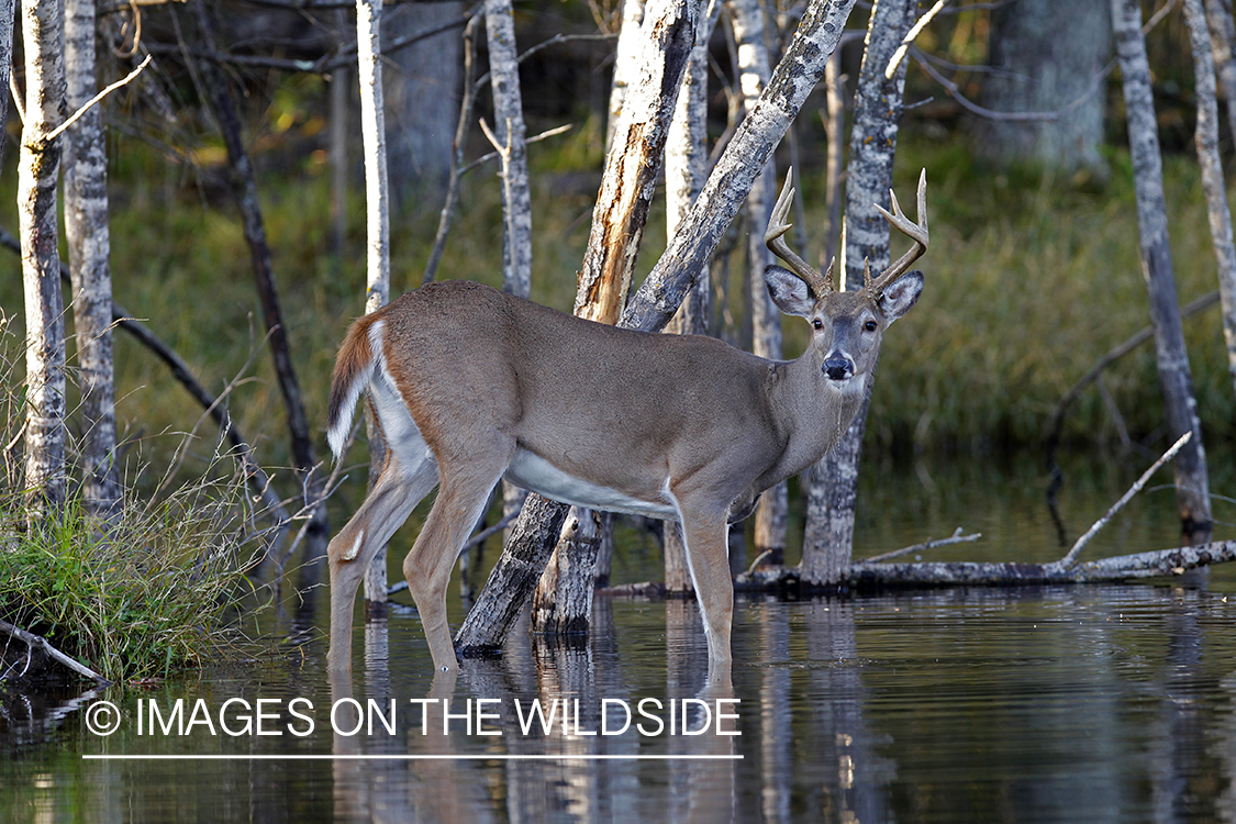 White-tailed buck in habitat