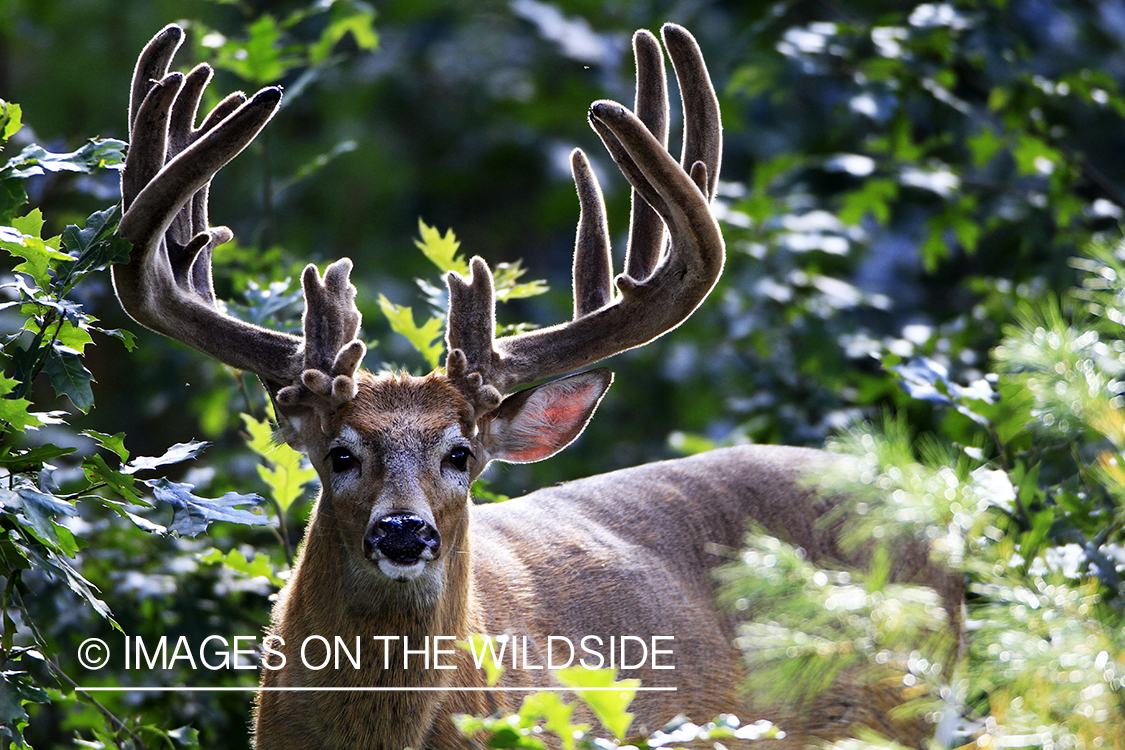 White-tailed buck in velvet 